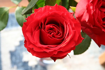 Image showing Rose