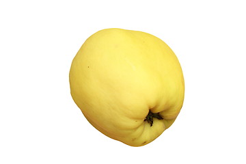 Image showing yellow isolated quince