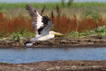 Image showing great white pelican taking off