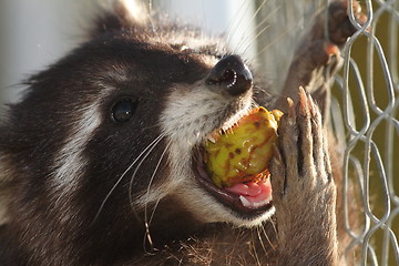 Image showing raccoon eating apple