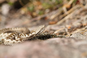 Image showing european horned viper