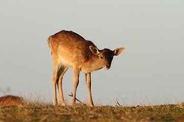 Image showing fallow deer calf looking at camera