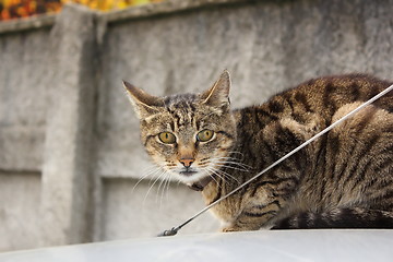 Image showing cat on the car