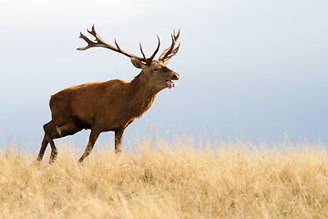 Image showing red deer running in autumn