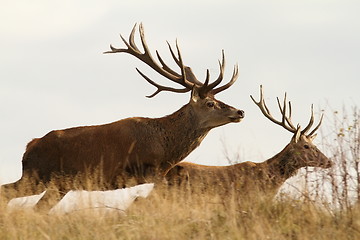 Image showing running deers