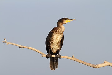 Image showing great cormorant on branch