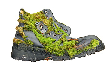 Image showing old shoe overgrown with moss