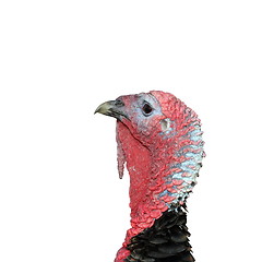 Image showing isolated male turkey head