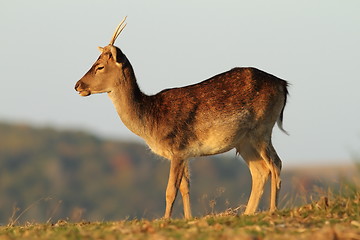 Image showing young fallow deer stag in a glade