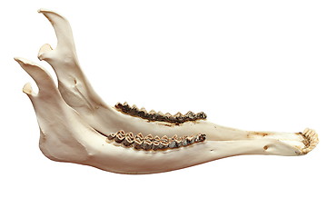 Image showing cervus elaphus mandible