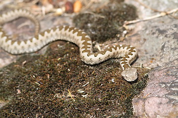 Image showing young european horned viper in natural habitat