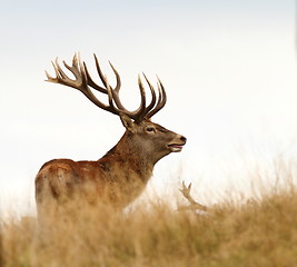 Image showing male cervus elaphus in mating season