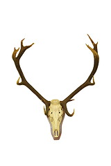 Image showing red deer buck isolated hunting trophy