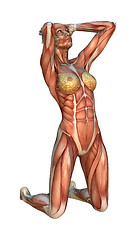 Image showing Muscle Maps