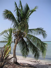 Image showing palmtree nr.1