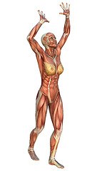 Image showing Muscle Maps