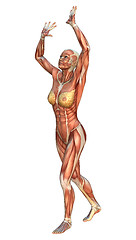 Image showing Muscle Maps