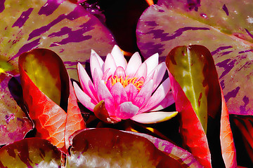 Image showing lotus flower in the pond