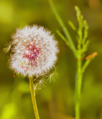 Image showing Dandelion growing on meadow