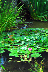 Image showing Landscape pond