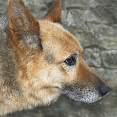 Image showing Old dog outdoors