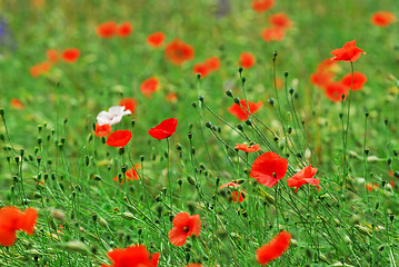 Image showing Poppies