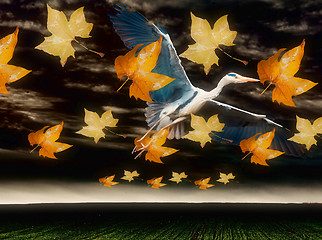 Image showing Flying Heron symbolising freedom