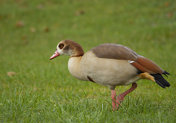 Image showing Egyptian Goose