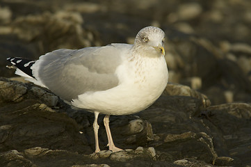 Image showing Herring gull