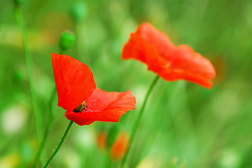 Image showing Poppies