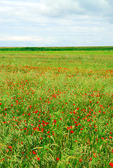 Image showing Poppy field