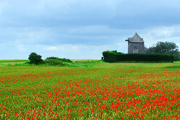 Image showing Windmill and poppy field