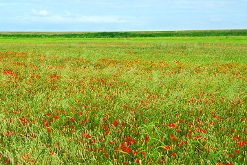 Image showing Poppy field