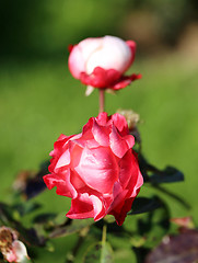 Image showing Roses in the garden