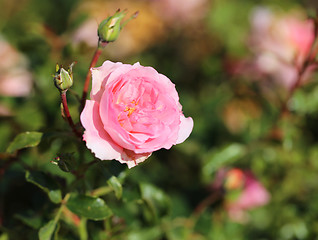 Image showing Roses in the garden