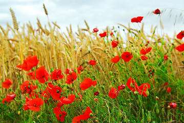 Image showing Grain and poppy field