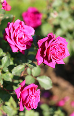 Image showing Roses in the garden