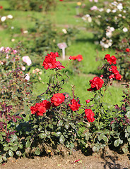 Image showing Roses in the garden