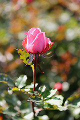 Image showing Roses in the garden