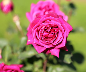 Image showing Roses in the garden