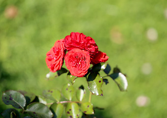 Image showing Roses in the garden