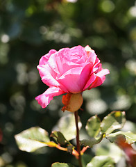 Image showing Roses in the garden