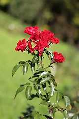 Image showing Roses in the garden