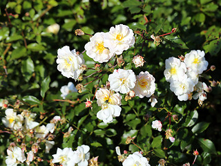 Image showing Roses in the garden