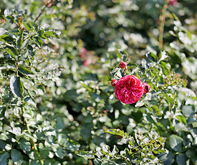 Image showing Roses in the garden