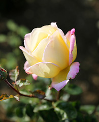 Image showing Roses in the garden