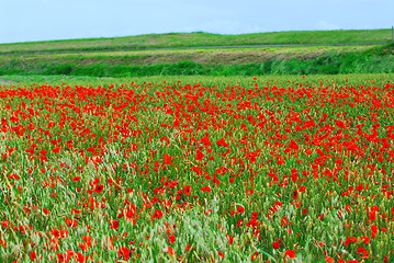 Image showing Poppy field