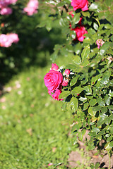 Image showing Roses in the garden