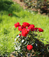 Image showing Roses in the garden