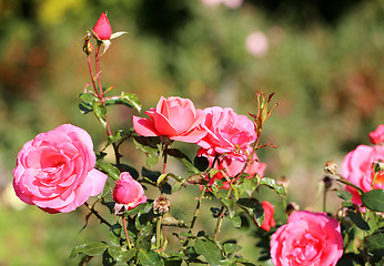 Image showing Roses in the garden